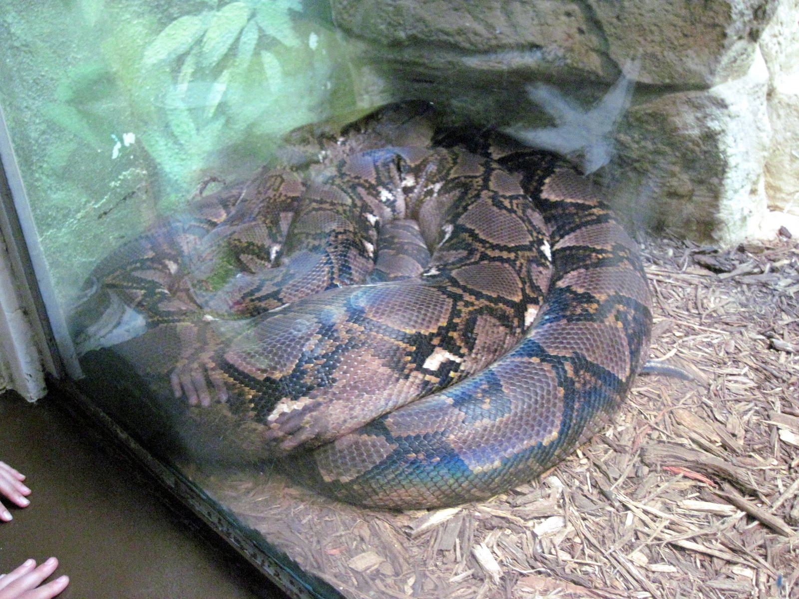 Herpetarium-Reticulated Python