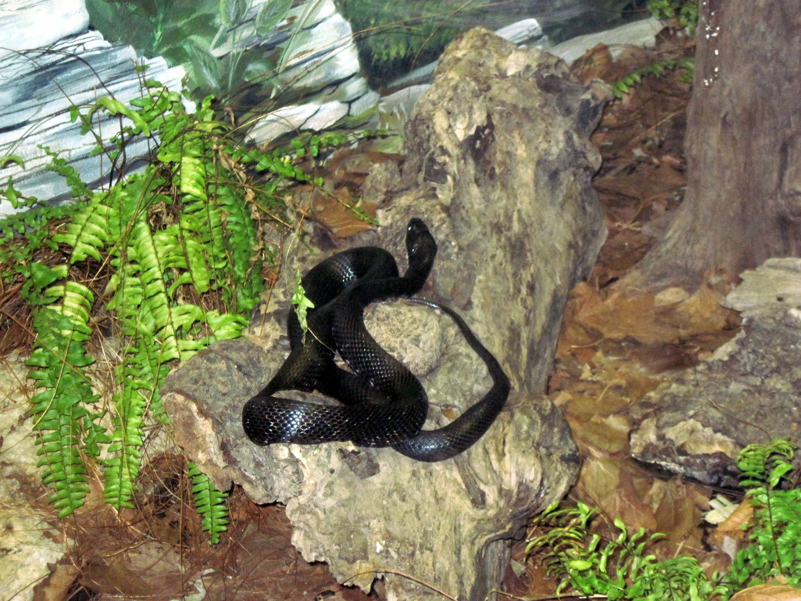 Herpetarium-Rubber Boa