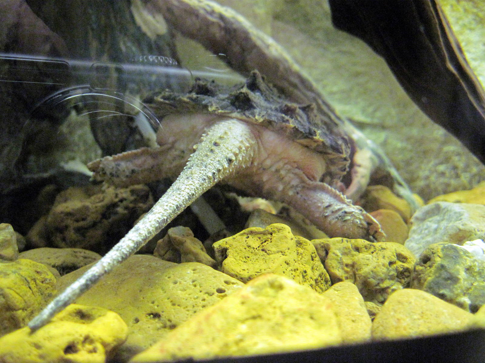 Herpetarium-Snapping Turtle