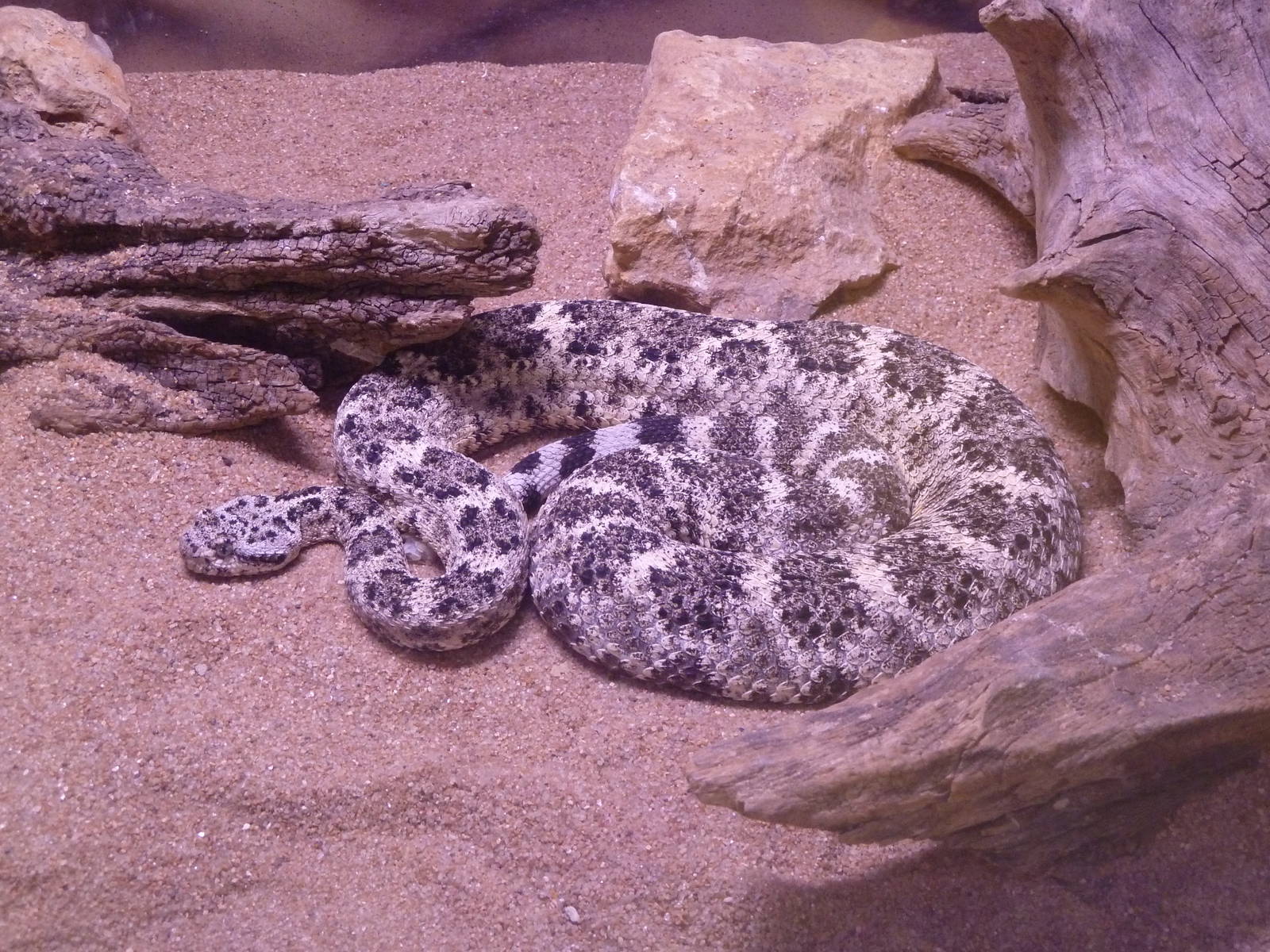 Herpetarium - Speckled Rattlesnake