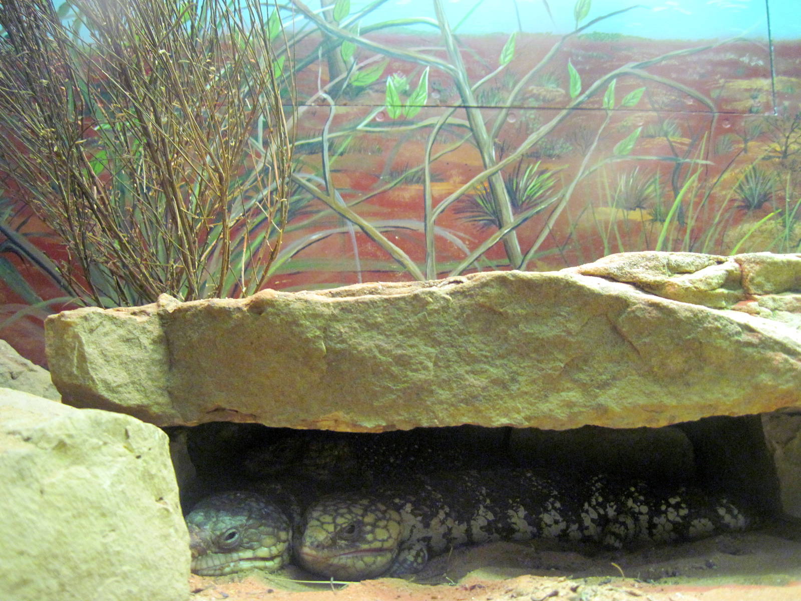 Herpetarium-Stump-tailed Skinks