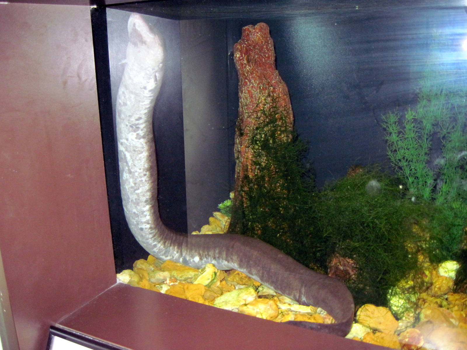 Herpetarium-Three-toed Amphiuma
