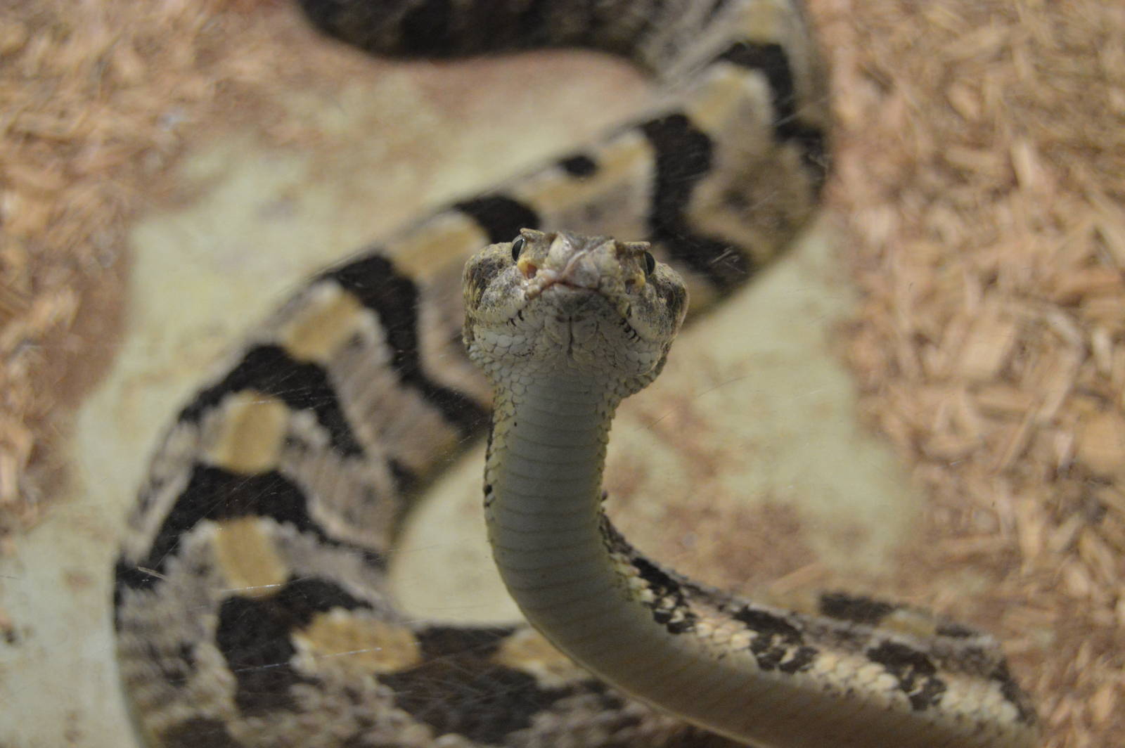 Herpetarium - Timber Rattlesnake