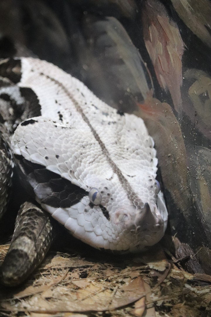 Herpetarium - West African Gaboon Viper