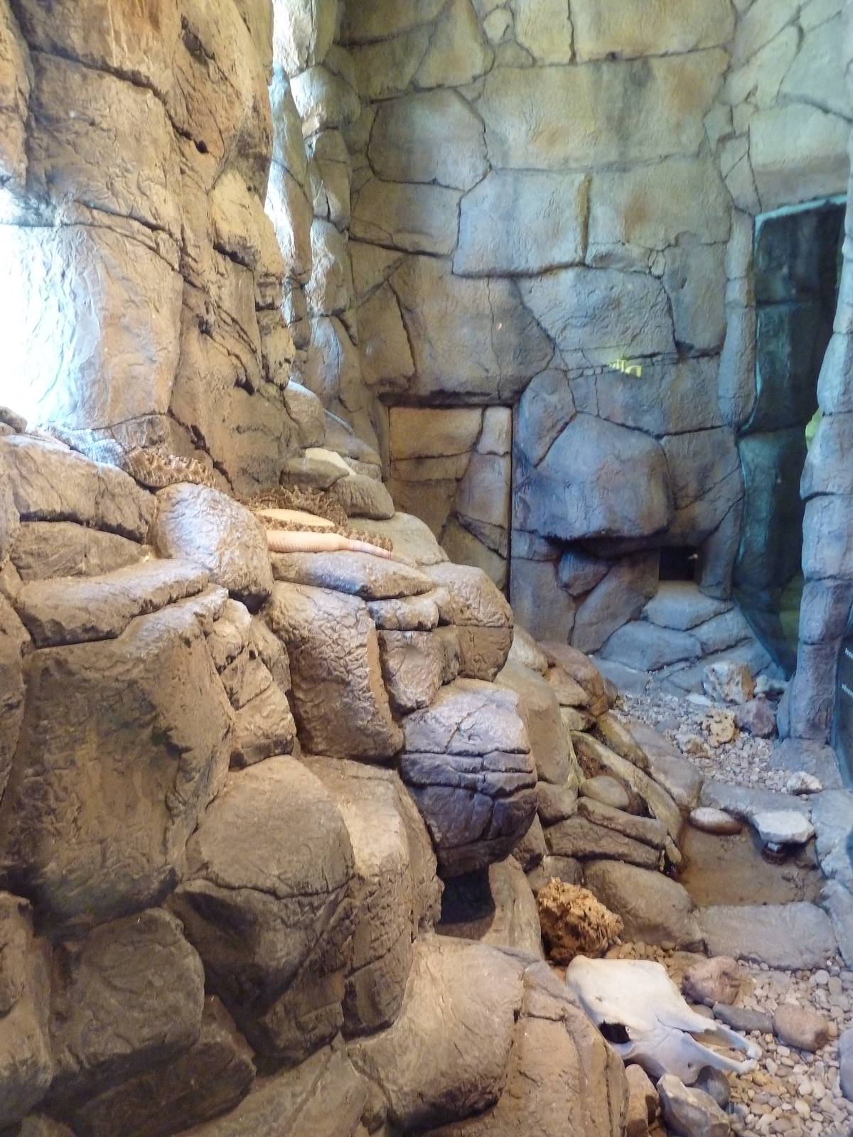 Herpetarium - Western Diamondback Rattlesnake Exhibit