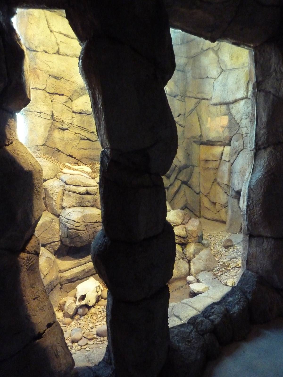 Herpetarium - Western Diamondback Rattlesnake Exhibit