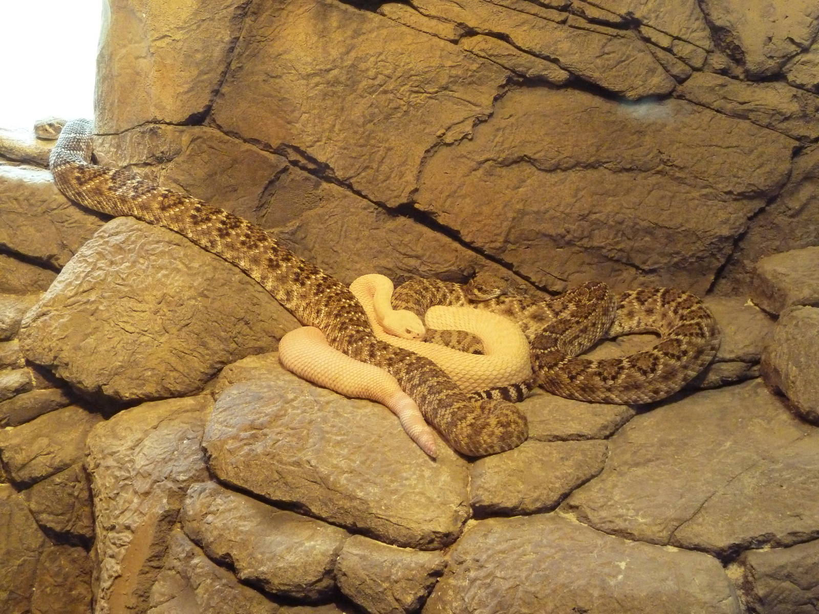 Herpetarium - Western Diamondback Rattlesnakes