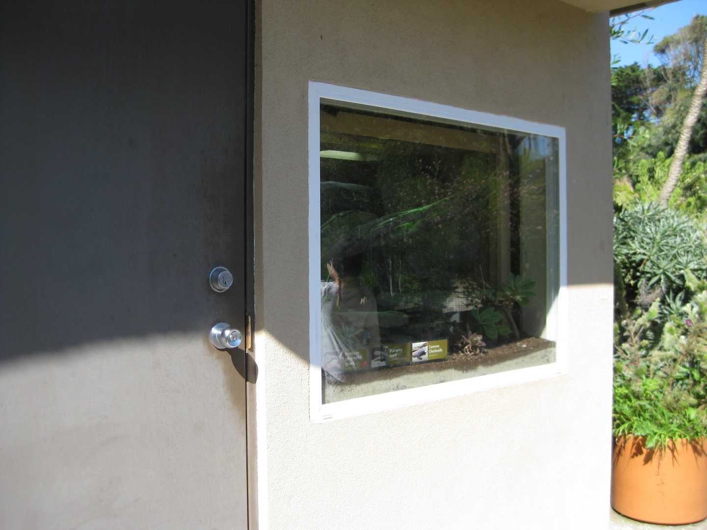 Herpetology room window (3 lizard species)