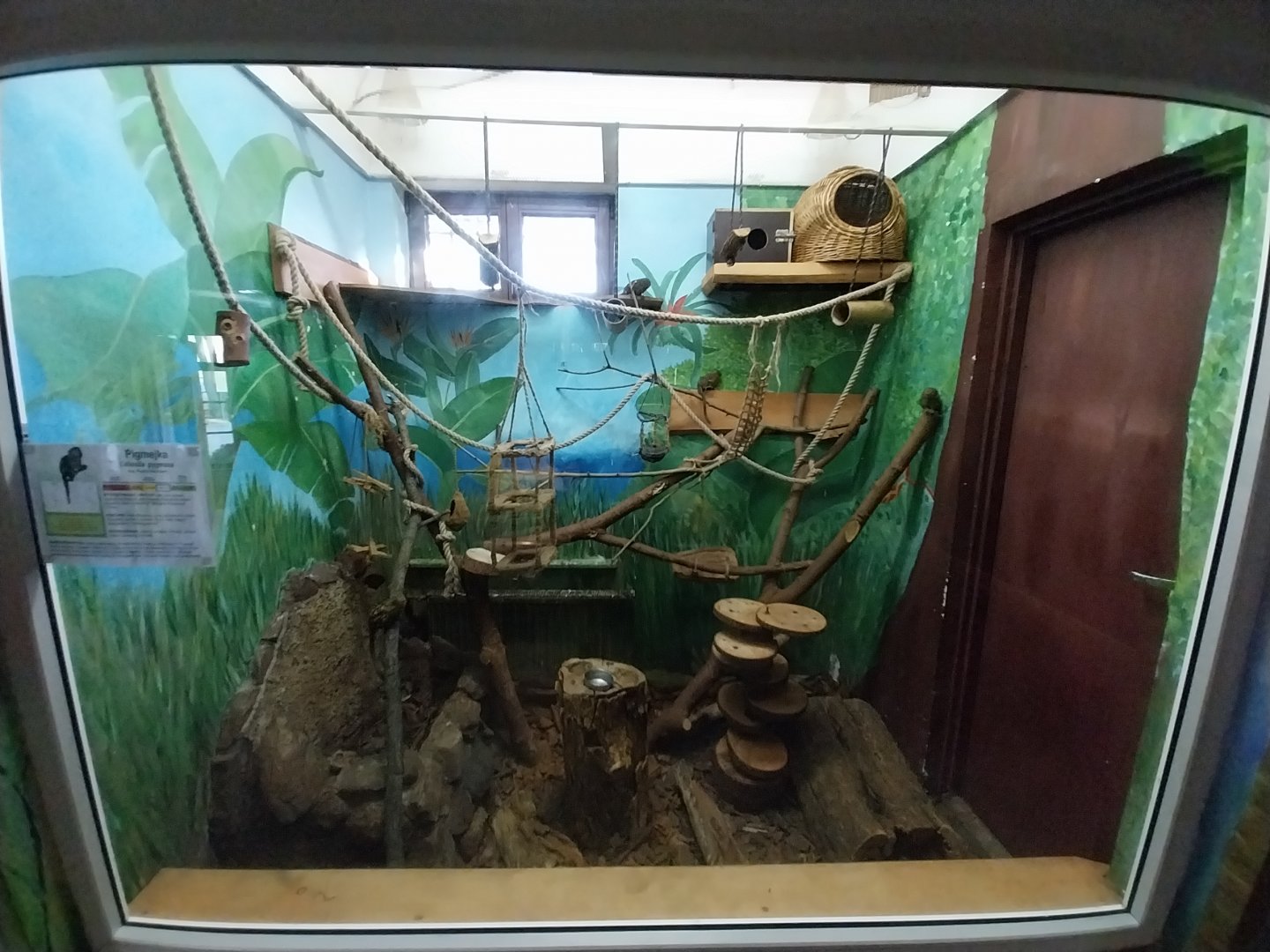 Herpetrium - Pygmy Marmoset (Cebuella pygmaea)