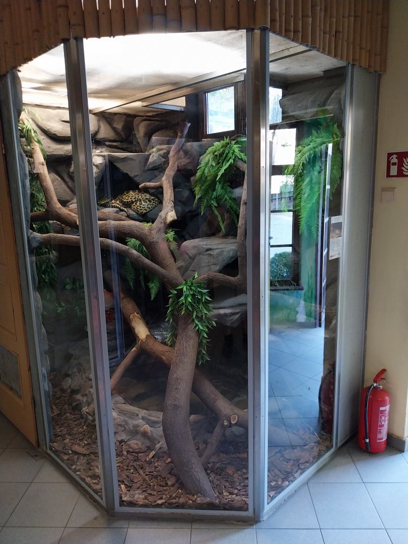 Herpetrium - Yellow Anaconda (Eunectes notaeus)