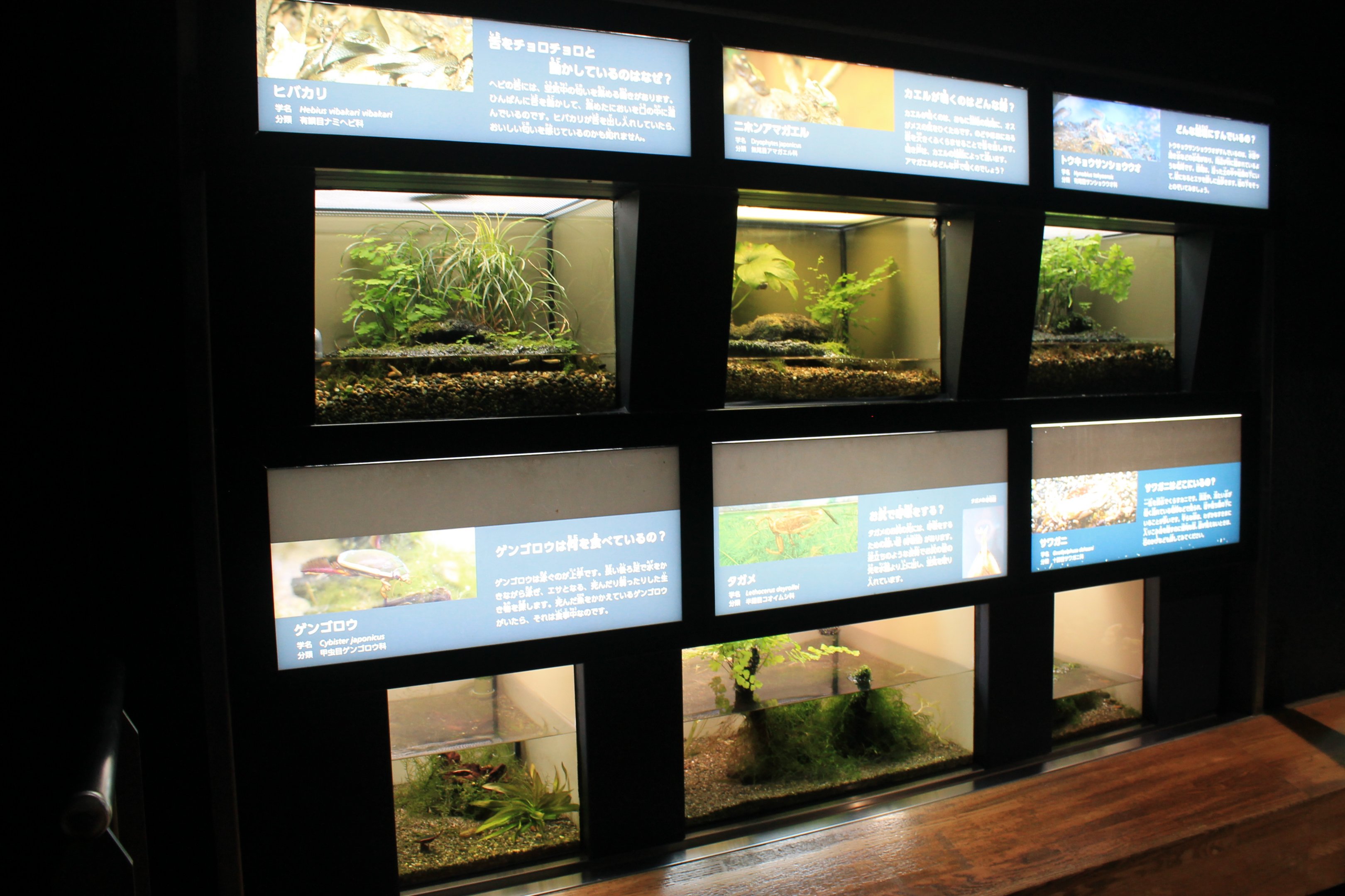 Herptile and invertebrate tanks