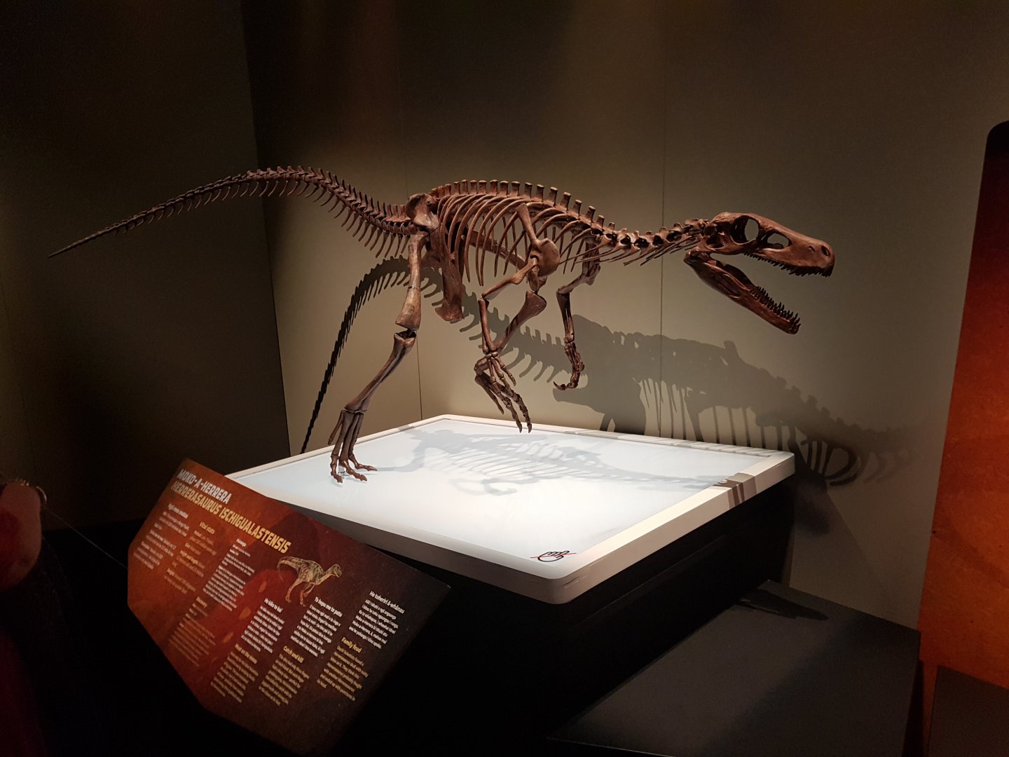 Herrerasaurus ischigualastensis-Ngā Taniwha o Rūpapa | Dinosaurs of Patagonia, Te Papa