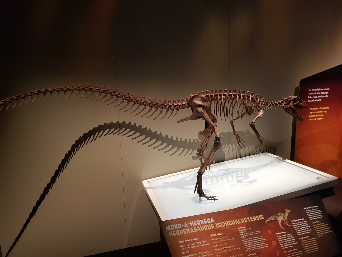 Herrerasaurus ischigualastensis-Ngā Taniwha o Rūpapa | Dinosaurs of Patagonia, Te Papa