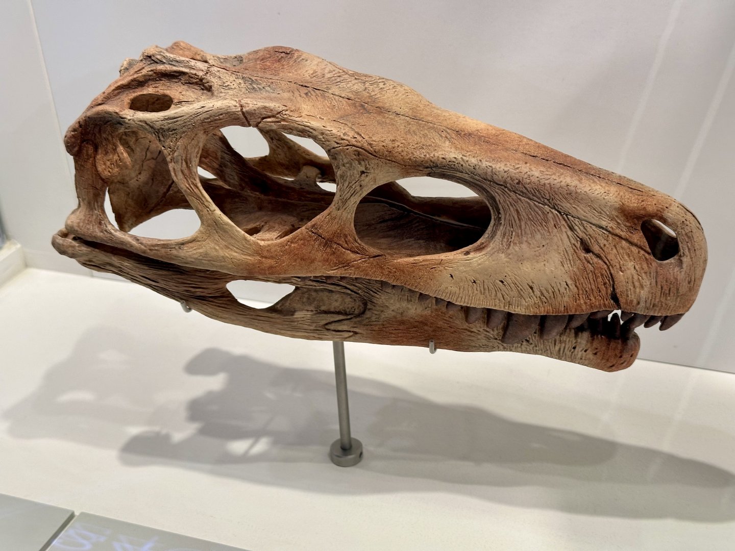 Herrerasaurus (Skull)