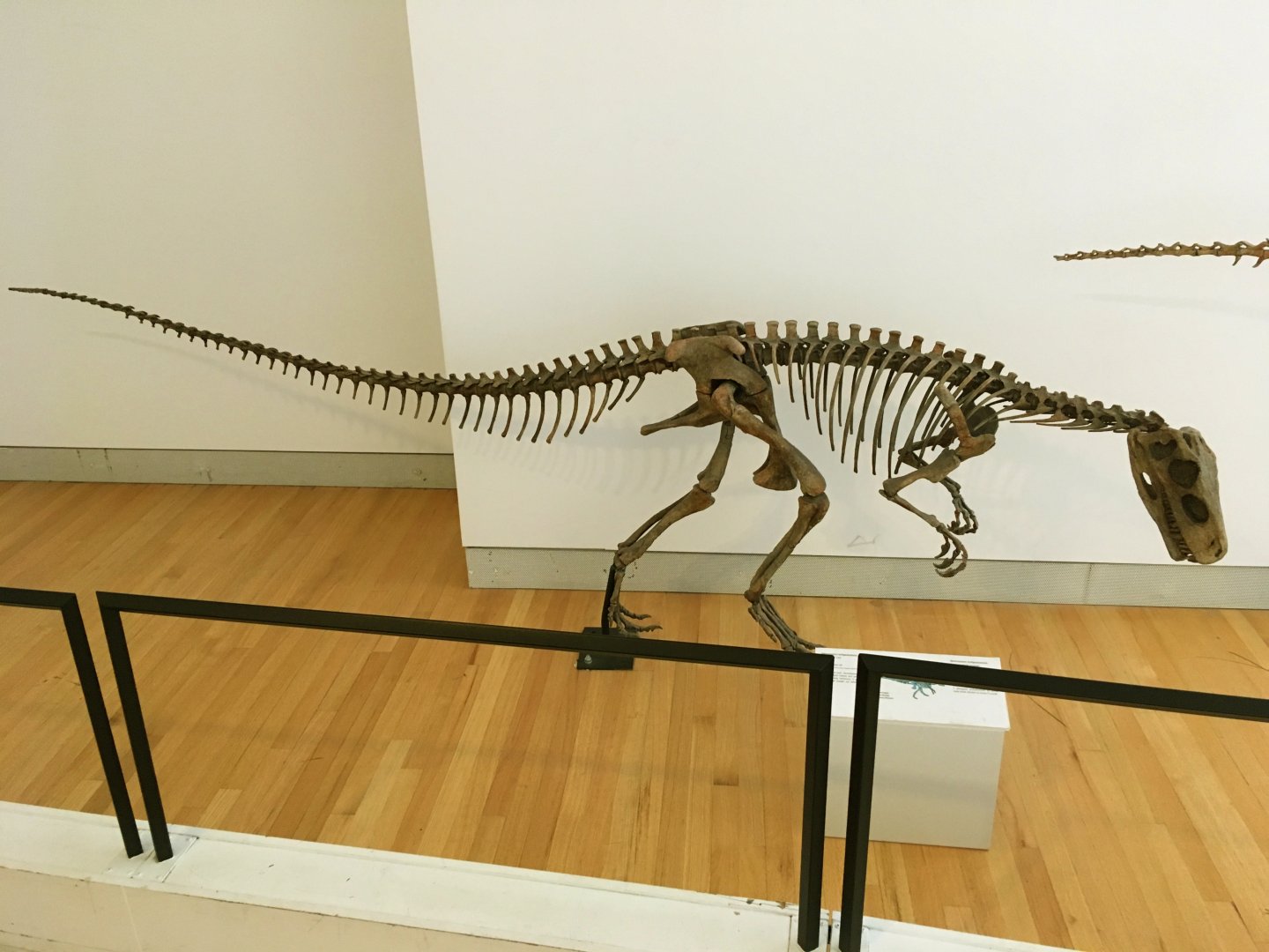 Herrerasaurus