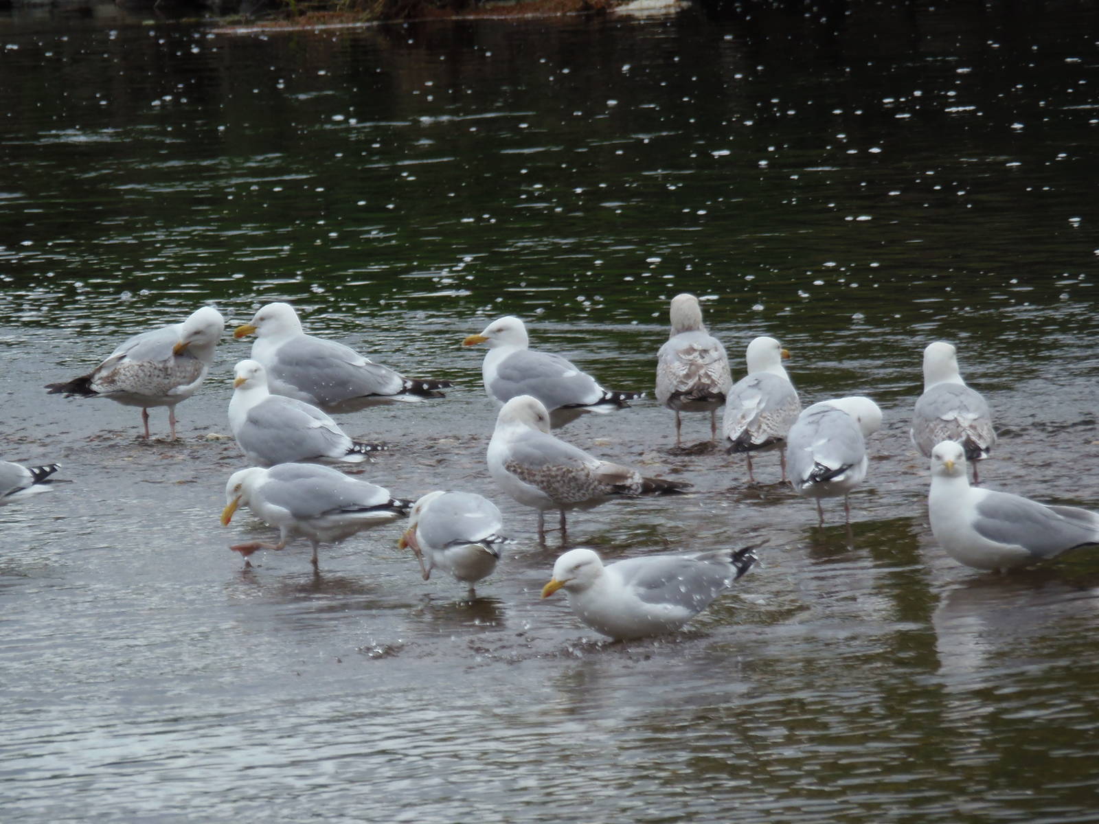 Herring and lesser-black backed gulls