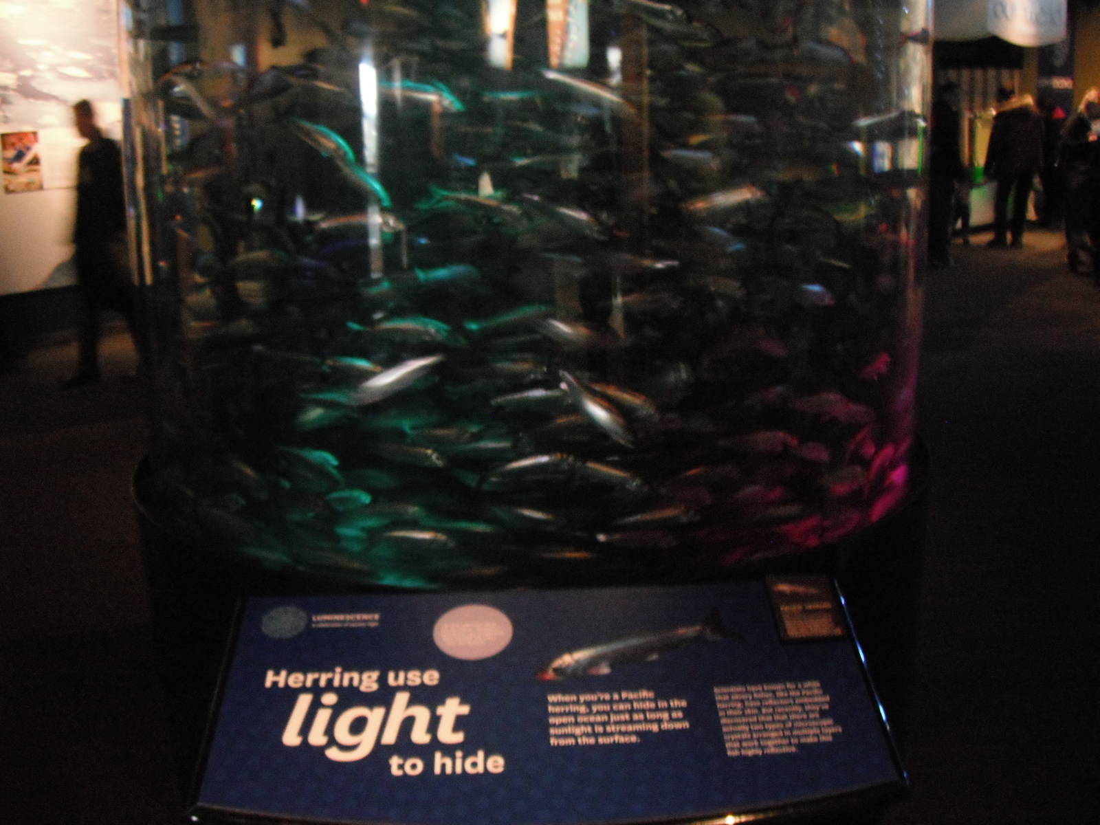 Herring exhibit during winter 'Luminescence' event