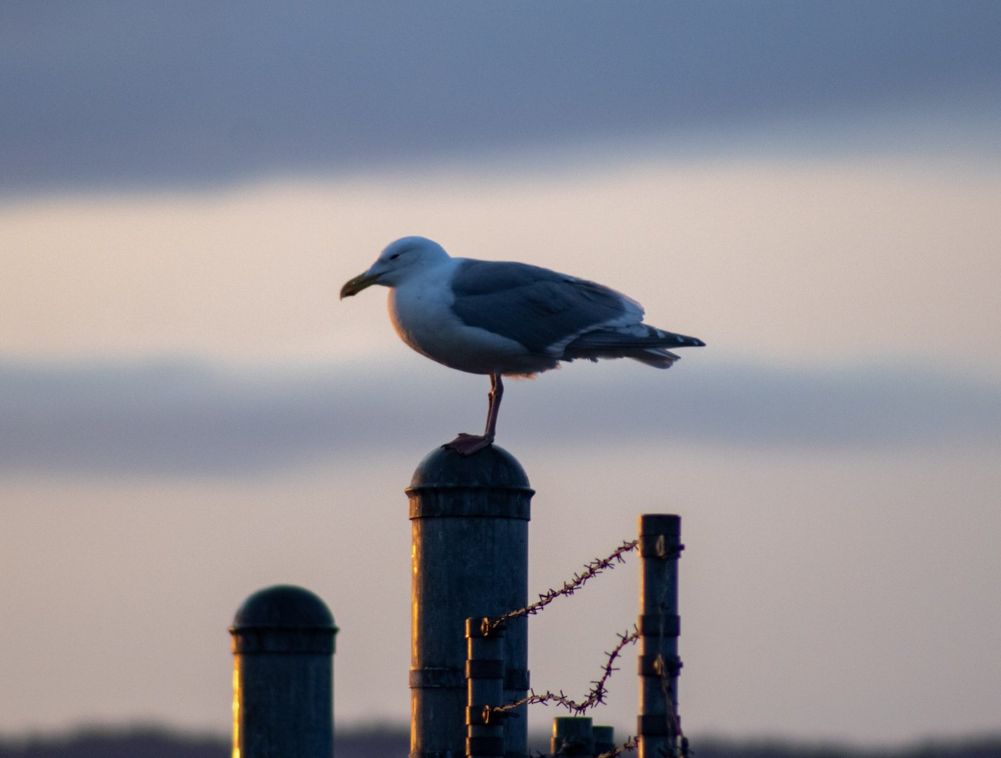 Herring Gull - Alaska