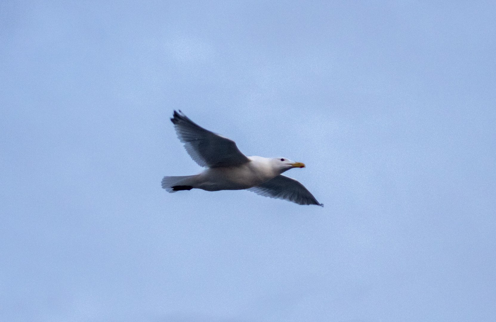 Herring Gull - Alaska
