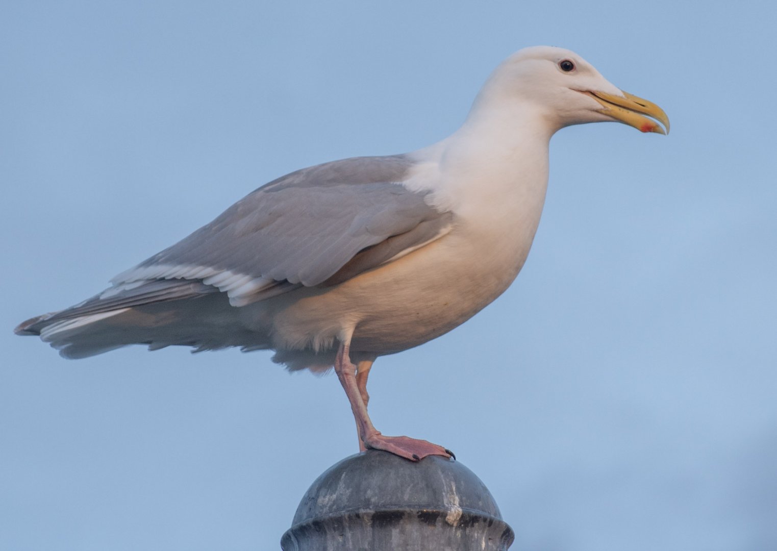 Herring Gull - Alaska