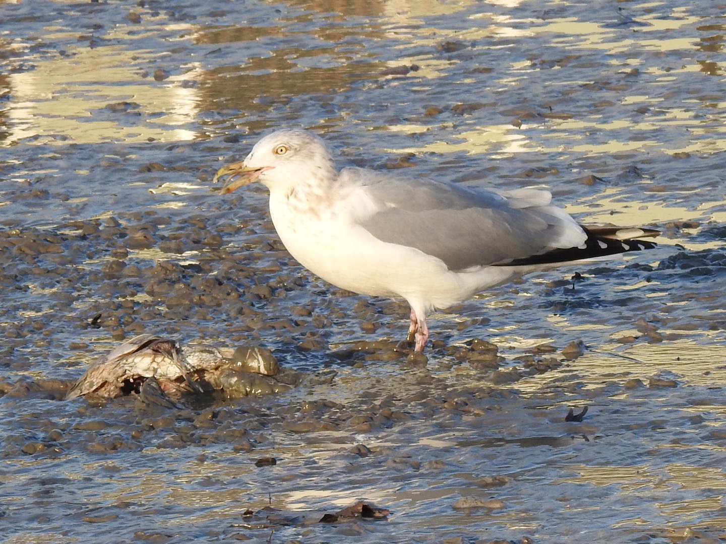 Herring Gull, American