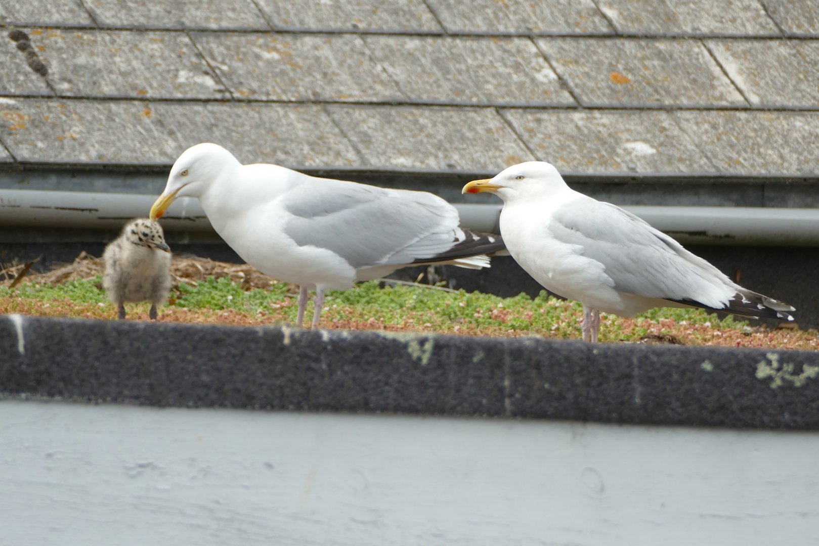 Herring Gull family, June 2022