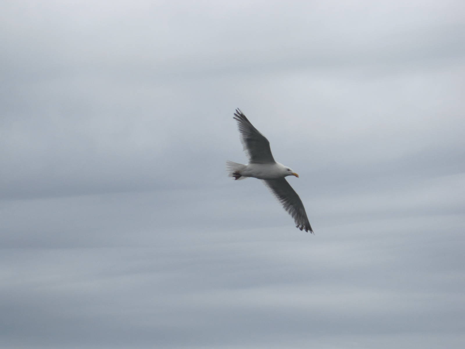 Herring Gull in Flight