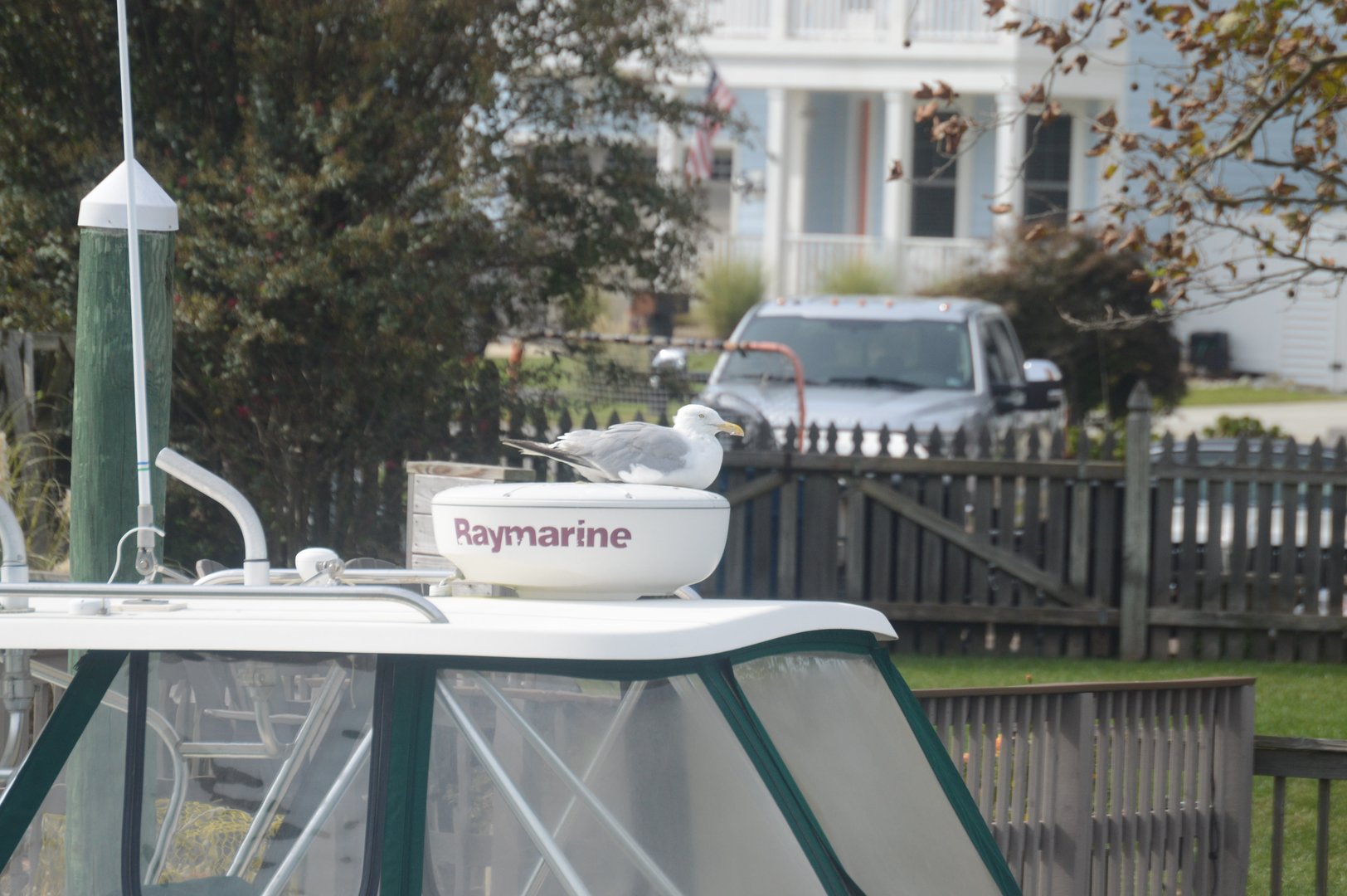 Herring Gull (Larus argentatus)