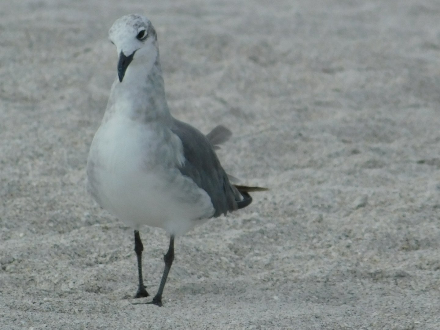 Herring Gull-Madeira Beach