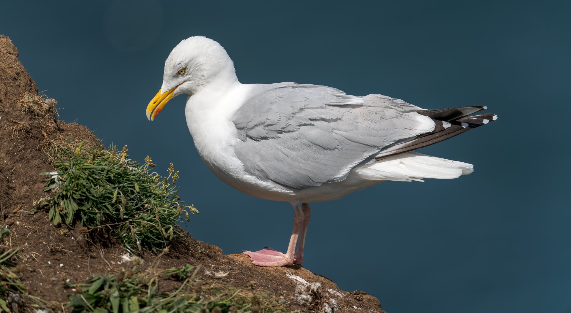 Herring Gull (wild) UK