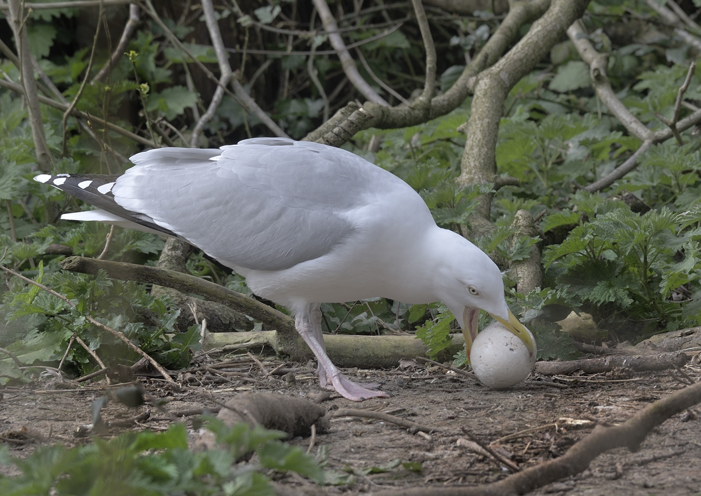 Herring gull with crane egg