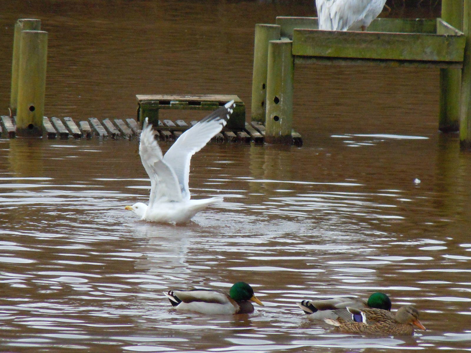 Herring gull