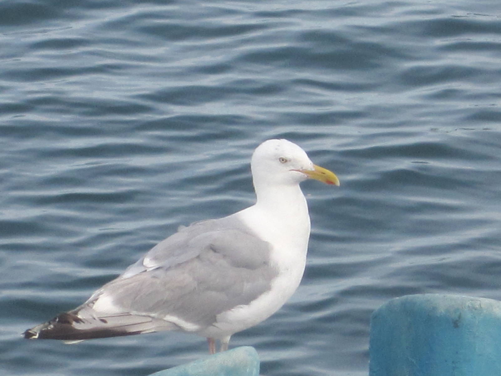 Herring Gull