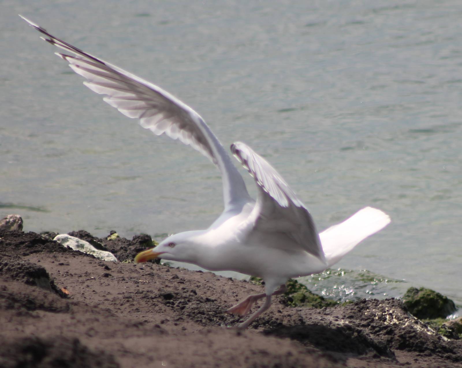 Herring gull