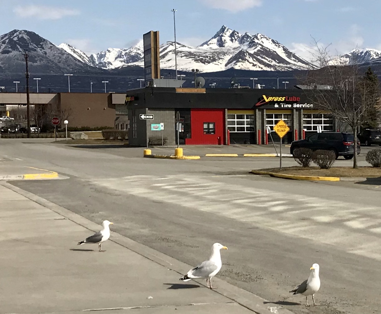Herring Gulls - Alaska