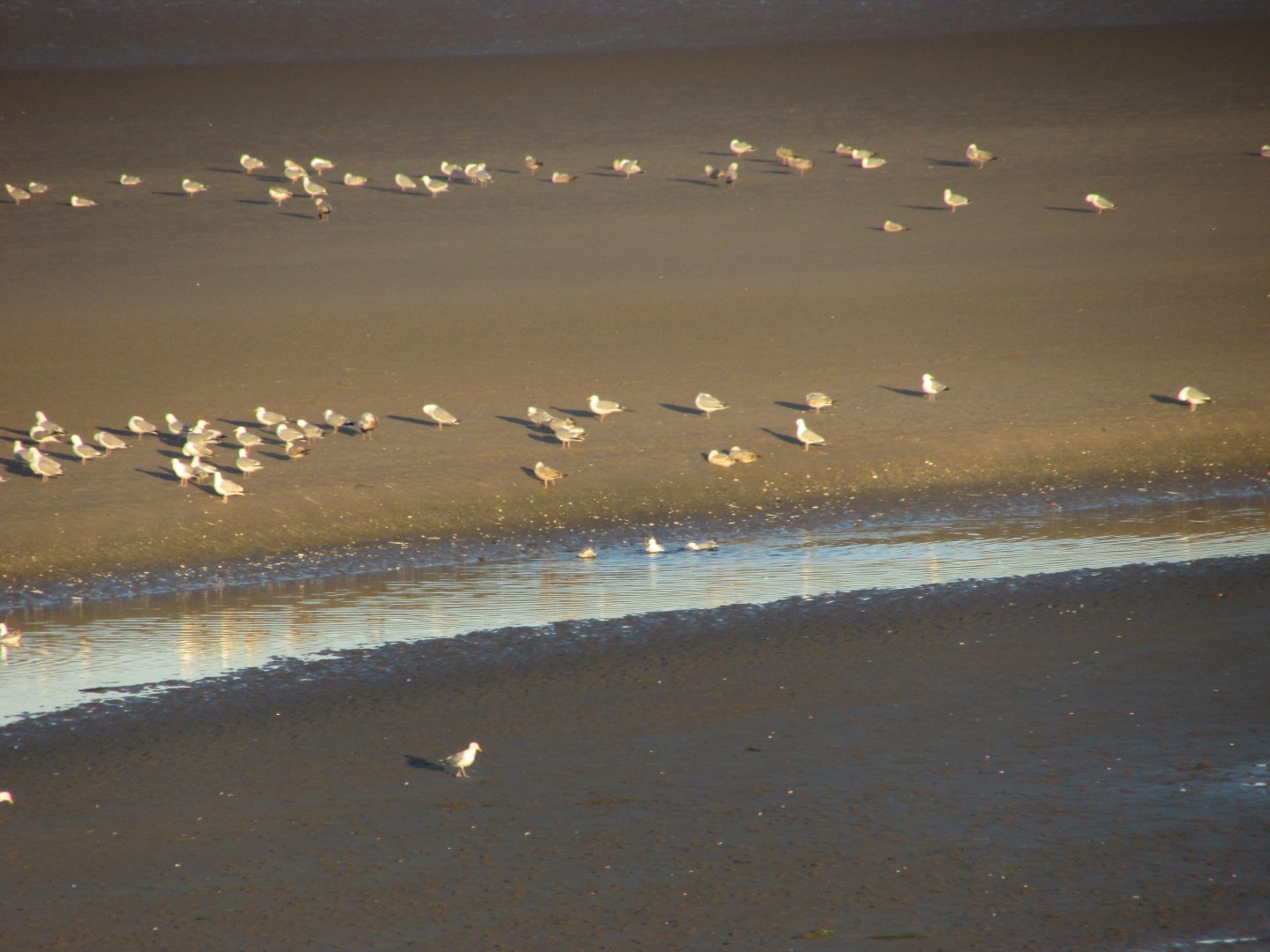 Herring gulls
