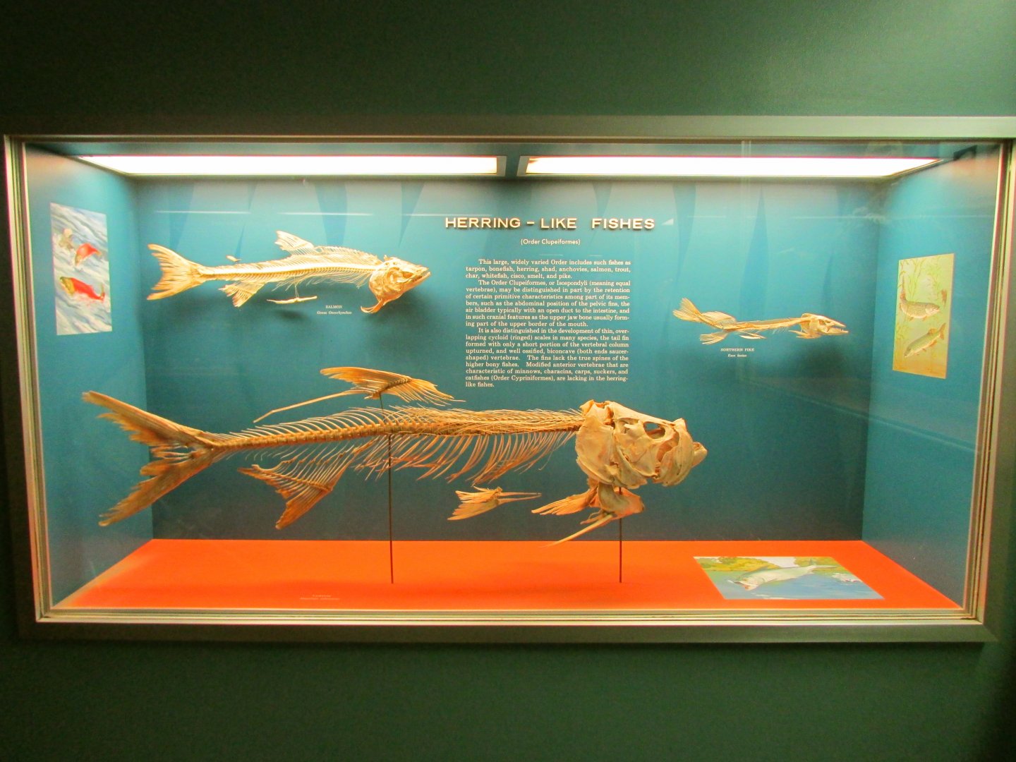 Herring-Like Fish Skeletons