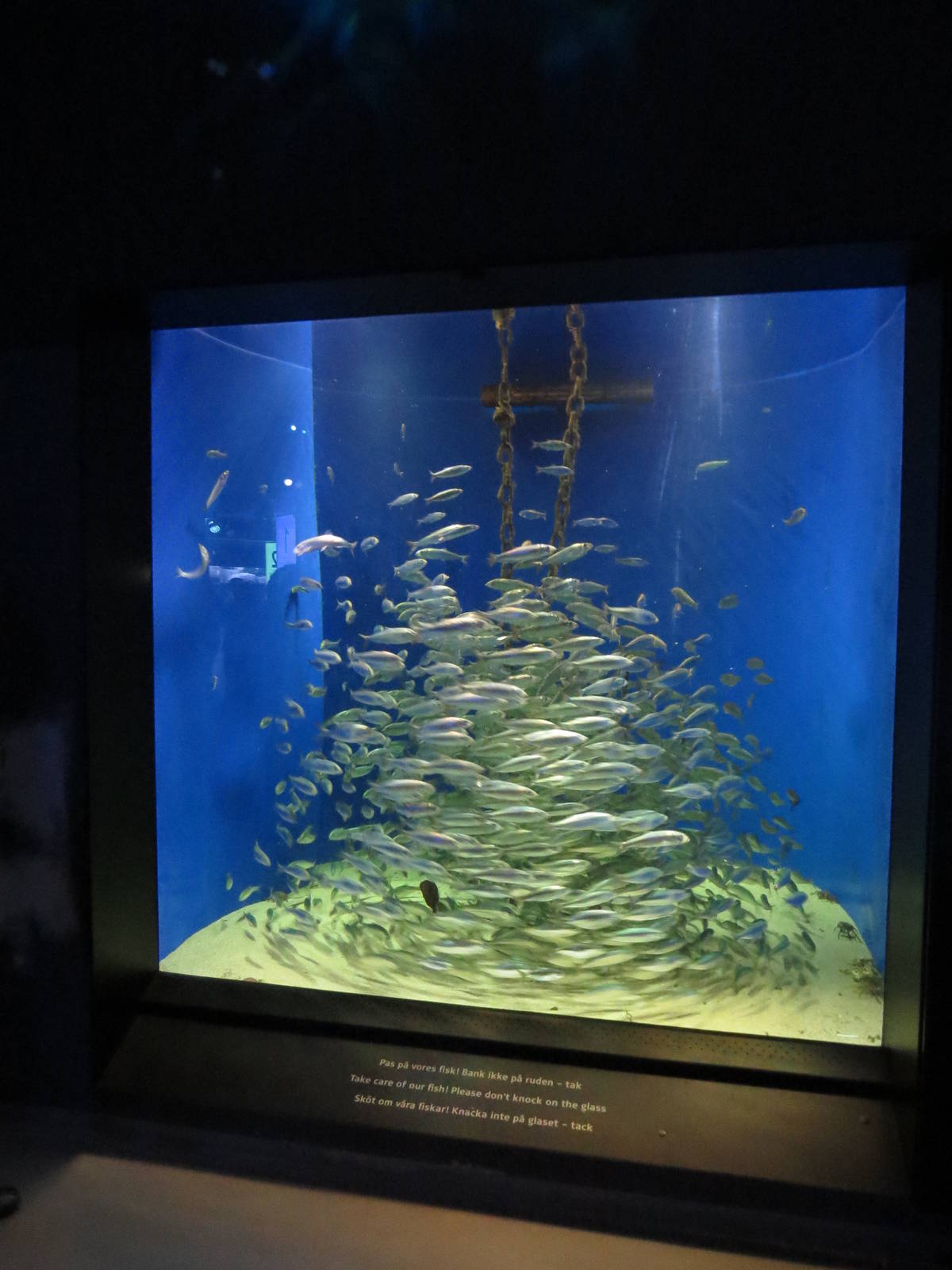 Herring & sprat shoal, June 2015.