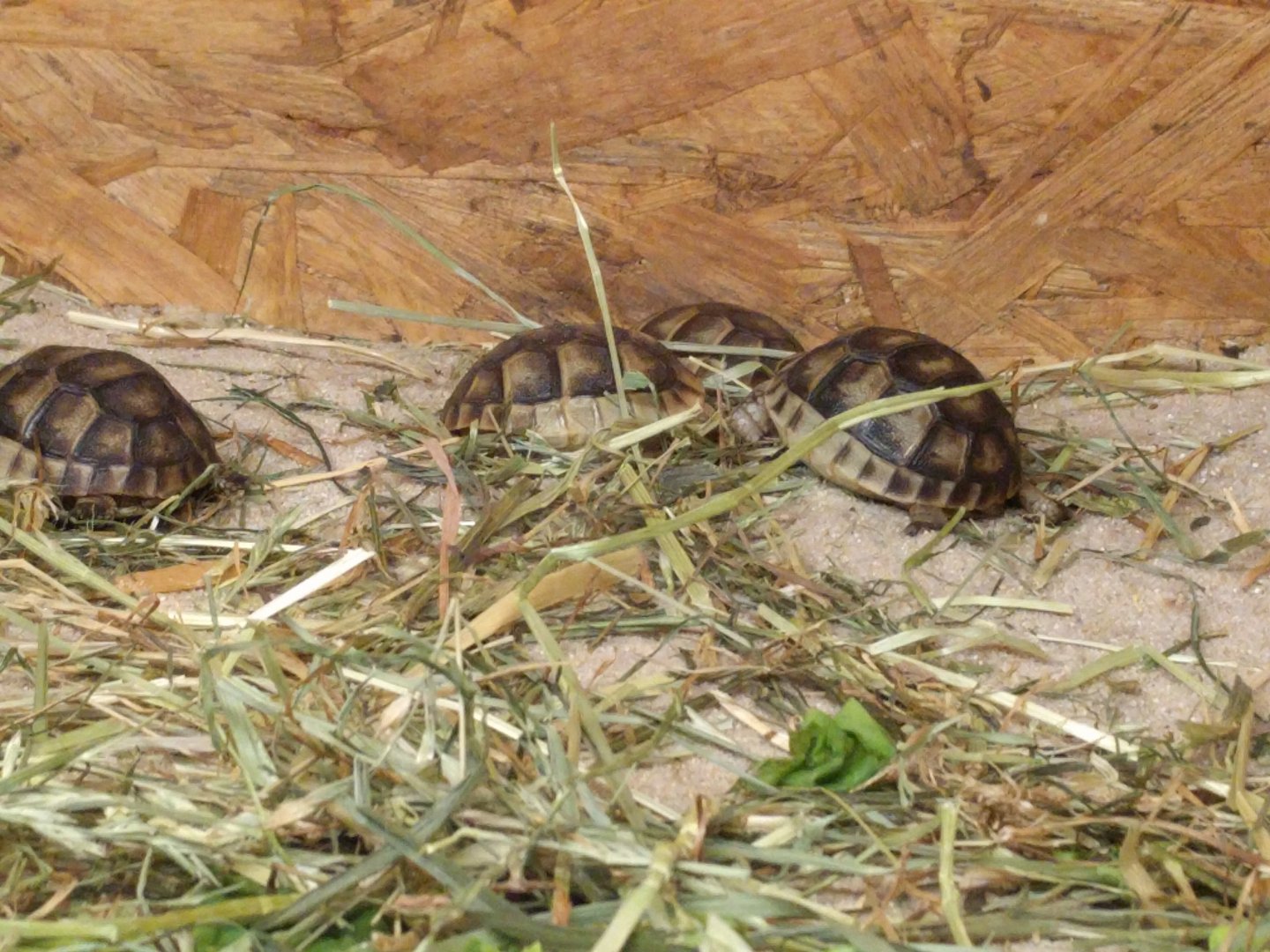 Herrmanns Tortoises
