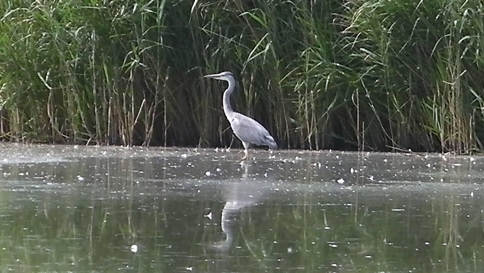 Herron at the Wildlife Pond - 03.08.2011