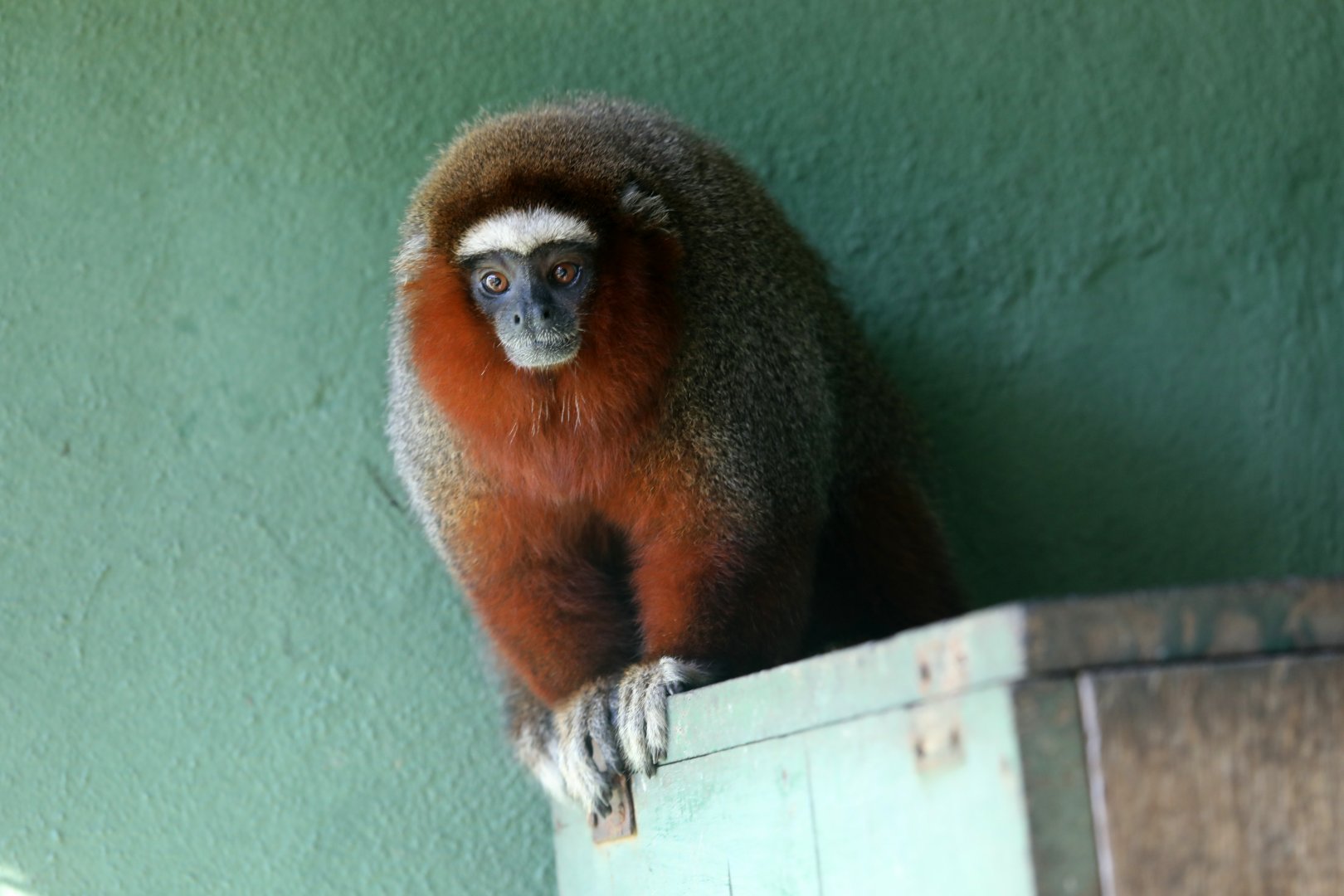 Hershkovitz's titi monkey (Plecturocebus dubius)