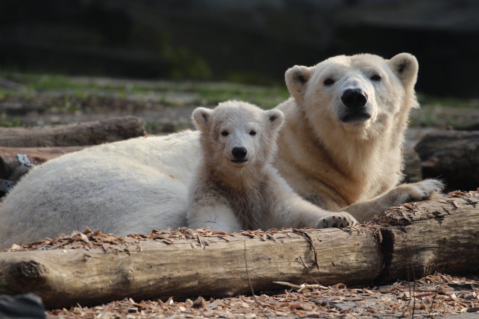 Hertha the Polar Bear cub, Berlin Tierpark, April 2019
