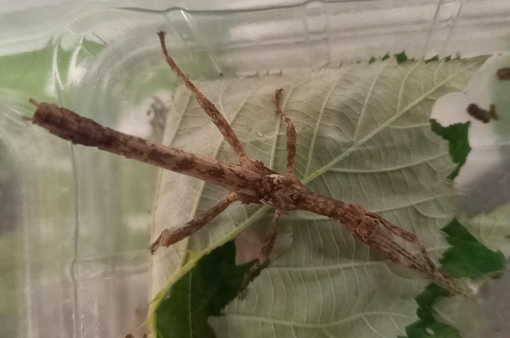 Hesperophasma sp. La Cienaga