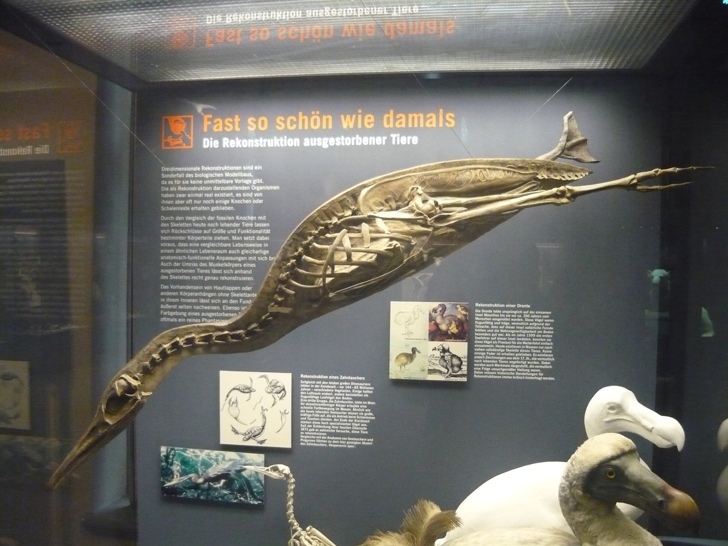 Hesperornis skeleton