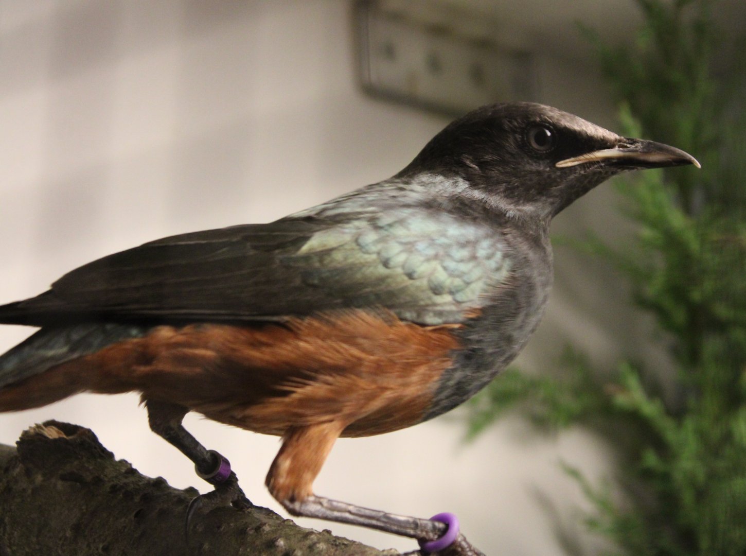 hestnut-bellied starling - Lamprotornis pulcher