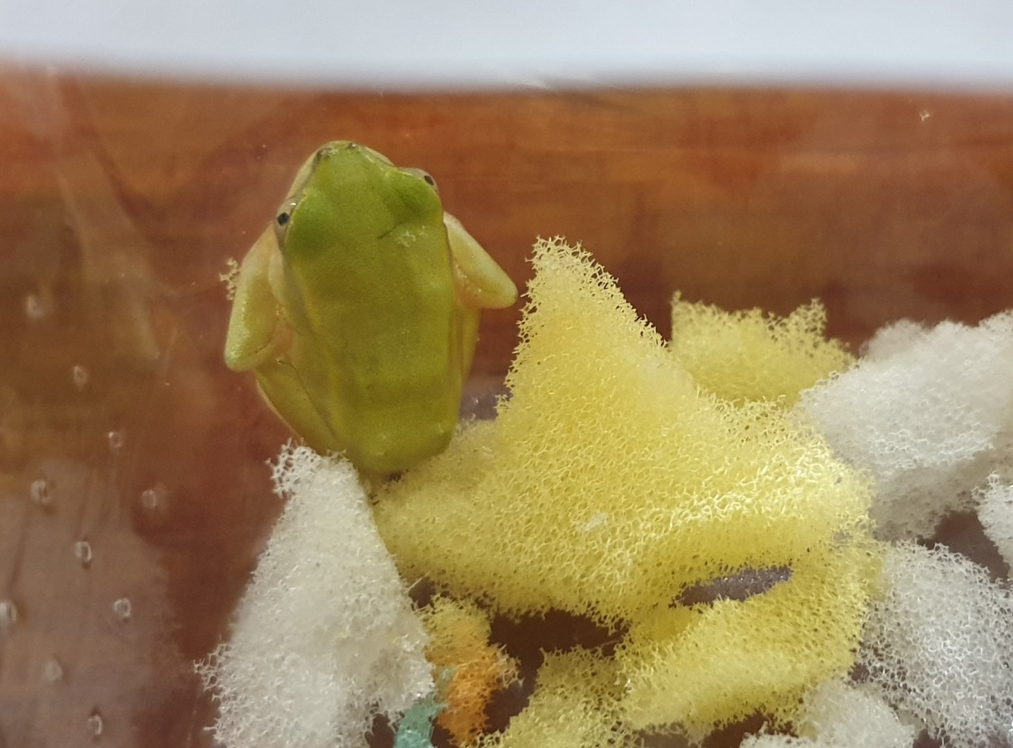 Heterixalus betsileo