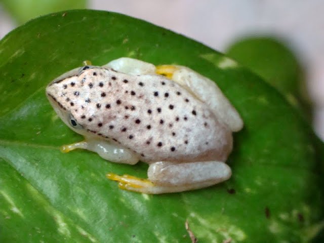 Heterixalus madagascariensis