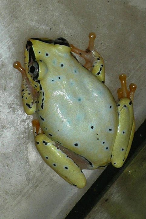 Heterixalus madagascariensis