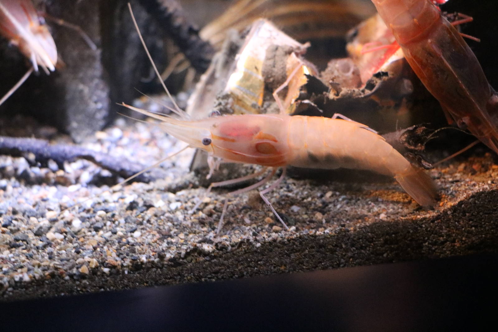 Heterocarpus sibogae, February 2016