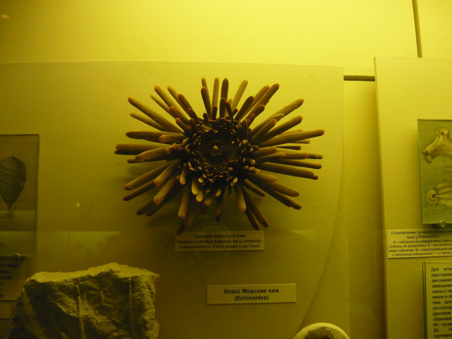 Heterocentrotus trigonarius (modern sea urchin)